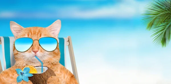 Cat wearing sunglasses relaxing sitting on deckchair . — Stock Photo, Image