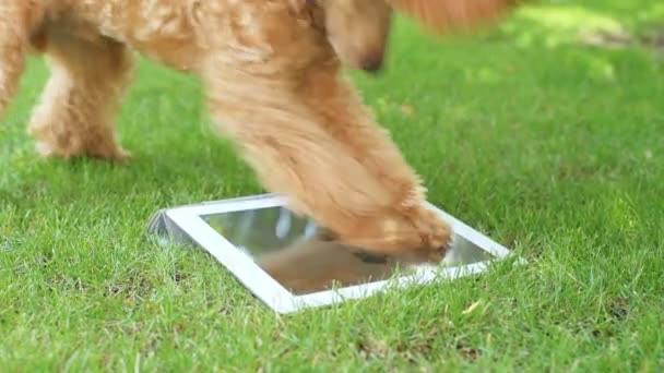 Filhote de cachorro usando tablet digital no quintal . — Vídeo de Stock