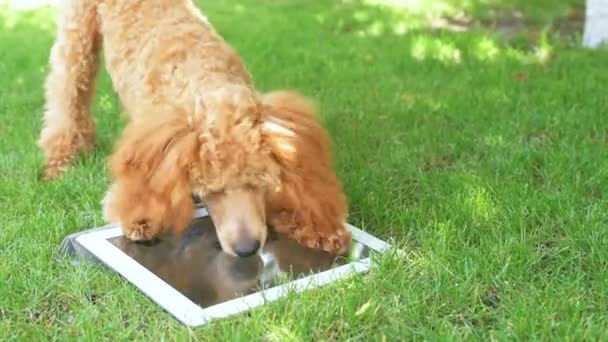 Filhote de cachorro usando tablet digital no quintal . — Vídeo de Stock