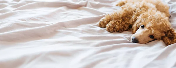 Poodle dog is lying and sleeping in bed, having a siesta. — Stock Photo, Image