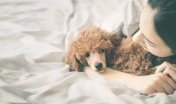 Mujer joven está acostada y durmiendo con perro caniche en la cama . —  Fotos de Stock