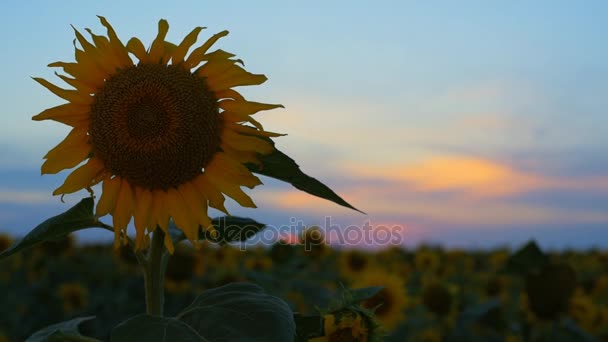 Sunflower field during sunset. — Stock Video