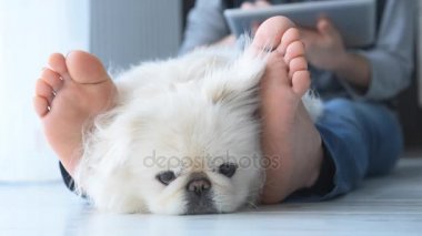Cinemagraph-genç kadın ile köpek yere evde istirahat ve tablet kullanma . 