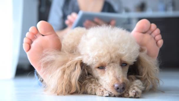 Cinemagraph-jonge vrouw is rusten met een hond op de vloer thuis en het gebruik van Tablet PC . — Stockvideo