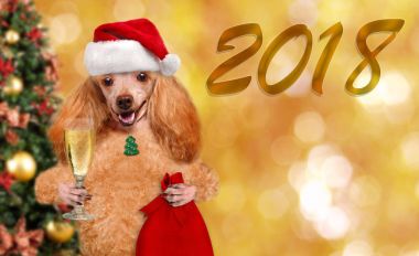 Kırmızı Noel şapka hediye ve şampanya ile köpek.