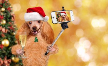 Köpek bir akıllı telefon ile birlikte bir selfie alarak kırmızı Noel şapkalı.
