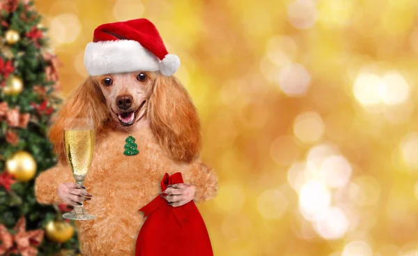 Hund in roter Weihnachtsmütze mit Geschenk und Champagner. — Stockfoto