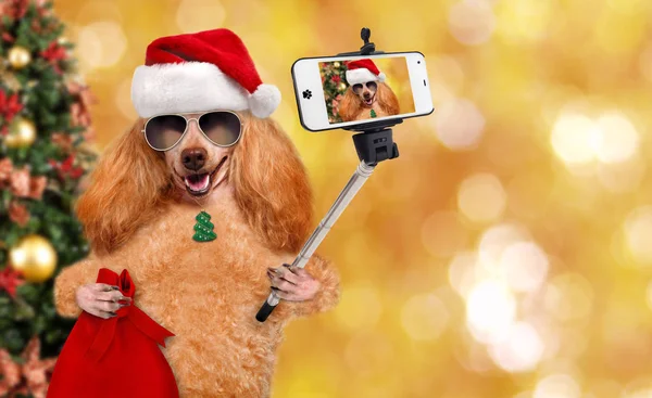 Piros karácsonyi kalapban, figyelembe véve a selfie, valamint egy smartphone kutya. — Stock Fotó