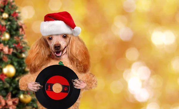Cinemagraph - zene fejhallgató vinil rekord kutya. Karácsonyi. Indítványt fotó. — Stock Fotó