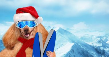 Kayakçı köpek içinde dağ güneş gözlüğü rahatlatıcı takmış kırmızı Noel şapkalı .