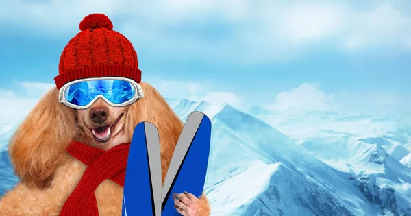 Skier dog wearing sunglasses relaxing in the mountain . — Stock Photo, Image