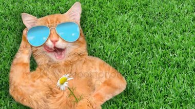 Cinemagraph - kedi çimenlerde rahatlatıcı güneş gözlüğü takıyor. Hareketli fotoğraf.