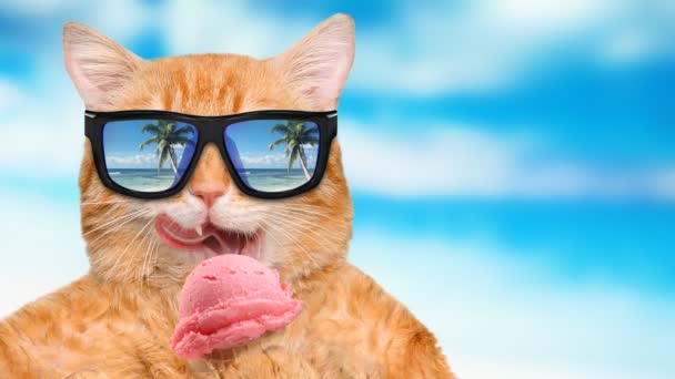 Kinograf - kot sobie okulary relaksujący w tle morza. — Wideo stockowe