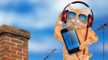 Cinemagraph - kedi kulaklık çatıda rahatlatıcı güneş gözlüğü takıyor . 