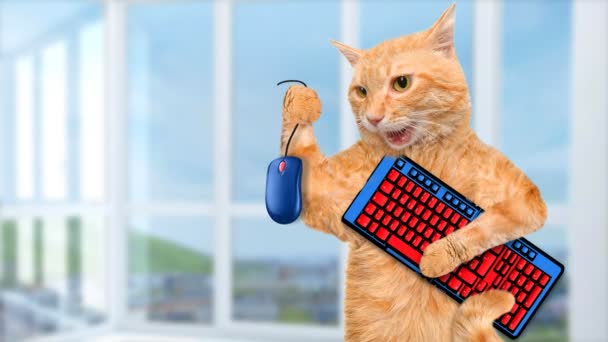 Párrafo de cine - Gato con ratón de ordenador y teclado . — Vídeo de stock