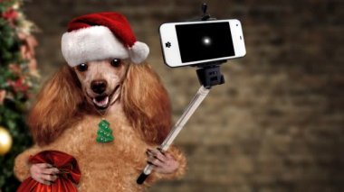 Cinemagraph - köpek bir akıllı telefon ile birlikte bir selfie alarak kırmızı Noel şapkalı.