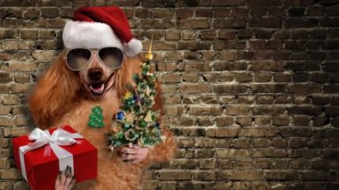 Cinemagraph - kırmızı Noel şapka hediye ve ağaç ile köpek.