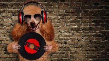 Cinemagraph - müzik kulaklık vinil plak köpek. 