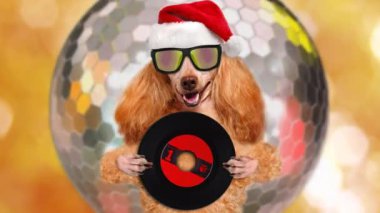 Cinemagraph - müzik kulaklık vinil plak köpek. Noel. 