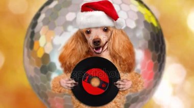 Cinemagraph - müzik kulaklık vinil plak köpek. Noel. 