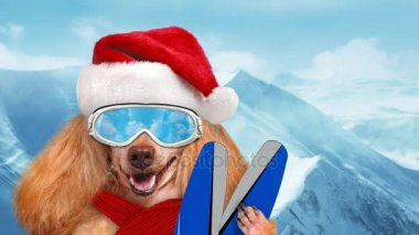 Cinemagraph - kayakçı köpek içinde dağ güneş gözlüğü rahatlatıcı takmış kırmızı Noel şapkalı .