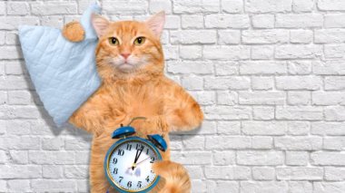 Cinemagraph - uykulu kedi yastık ile. Hareketli fotoğraf.