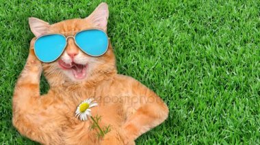 Cinemagraph - kedi çimenlerde rahatlatıcı güneş gözlüğü takıyor. Hareketli fotoğraf.
