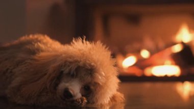 Cinemagraph - köpek yere şömine arka plan üzerinde yatıyor. Hareketli fotoğraf.