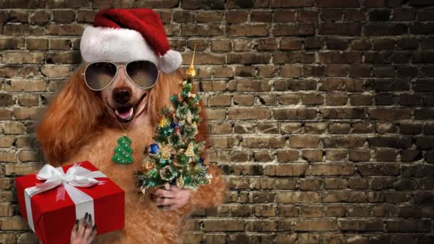 Cinemagraph - Dog in red Christmas hat with gift and tree. — Stock Video