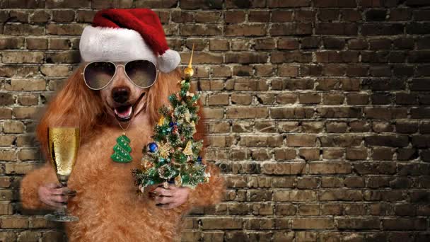 Cinemagraph - Dog in red Christmas hat with champagne . — Stock Video