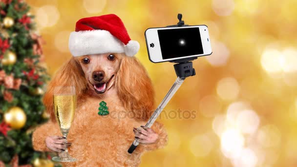 Cinemagraph - Dog in red Christmas hat taking a selfie together with a smartphone. — Stock Video