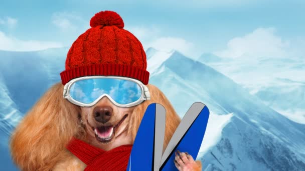 Cinemagraph - Skier dog wearing sunglasses relaxing in the mountain. Фотография движения . — стоковое видео