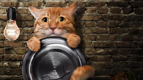 Cinemagraph - éhes macska étel ivás gazdaság. Animáció . — Stock videók