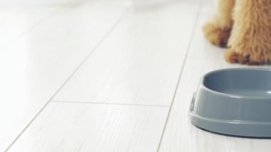 Sevimli köpek doğal gıda yiyor .