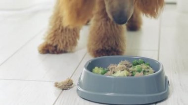 Sevimli köpek doğal gıda yiyor .