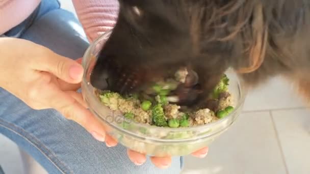 Schattige hond eet natuurvoeding . — Stockvideo