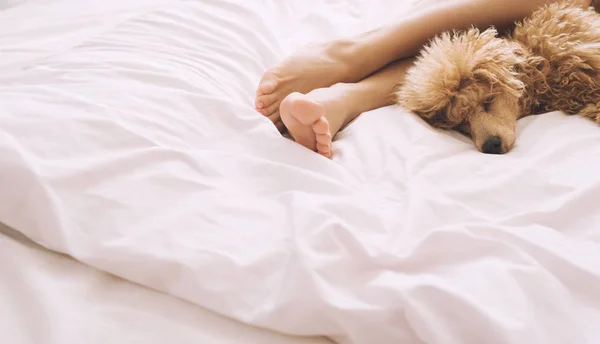 Mujer pies en la cama con perro caniche . —  Fotos de Stock