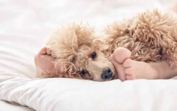 Kvinna fötterna på sängen med pudel hund. — Stockfoto
