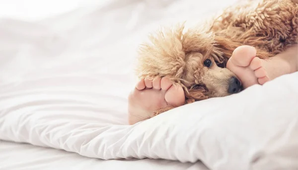 Kvinna fötterna på sängen med pudel hund. — Stockfoto