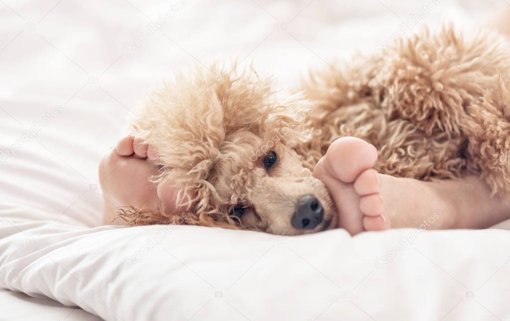 Woman feet on the bed with poodle dog.