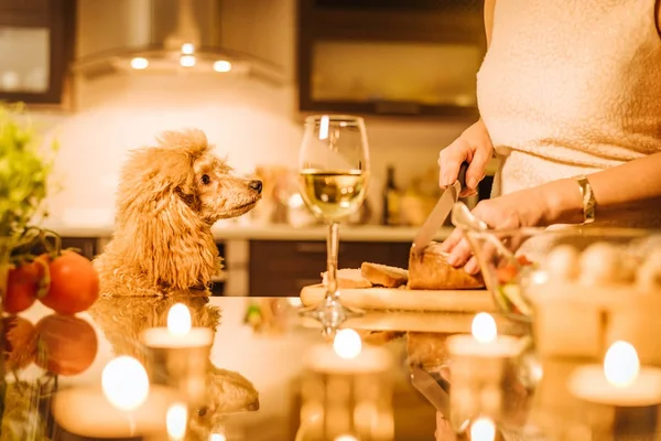 Onun köpeği olan kadın mutfak pişirme . — Stok fotoğraf