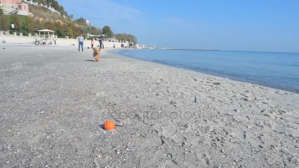 Cão feliz na praia corre e busca bola . — Vídeo de Stock