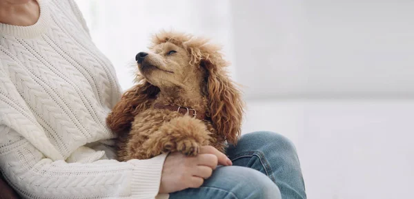 Genç kadın, evde koltuk üzerinde bir köpekle dinleniyor . — Stok fotoğraf