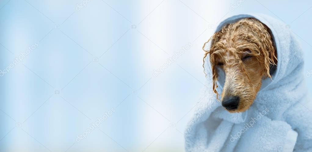 Wet poodle dog after the bath with a towel .