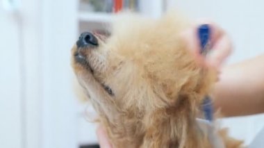 Kadın banyo sonra köpek tarak.