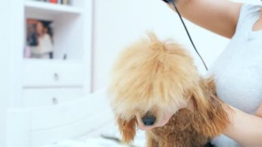 Kadın köpek saç saç kurutma makinesi ile banyo sonra kurur..