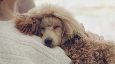 Genç kadın bir köpekle evde dinleniyor .