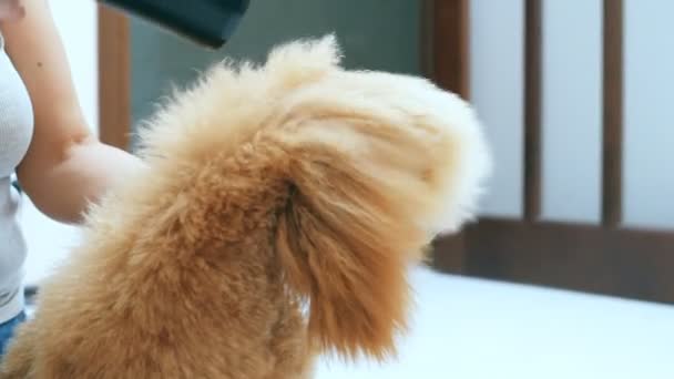 Mulher seca o cabelo do cão com secador de cabelo após o banho . — Vídeo de Stock