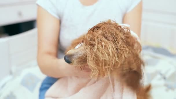 Woman hold young dog and wipe fur by towel . — Stock Video