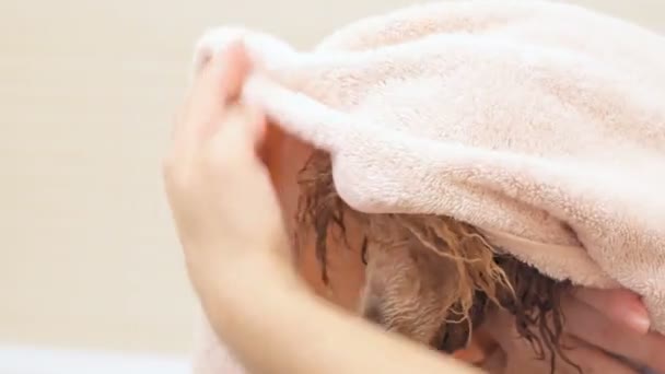 Woman hold young dog and wipe fur by towel . — Stock Video